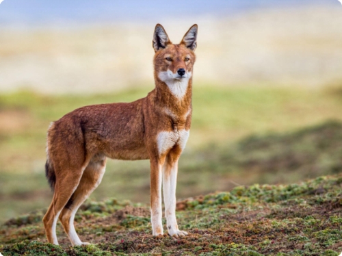 destination-west-ethiopia-bale-mountains